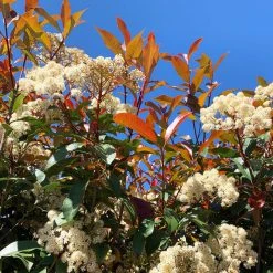 Hedge Photinia Red Robin Screening Pack Hedging Plants