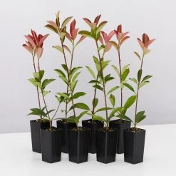 Hedge Photinia Glabra Rubens