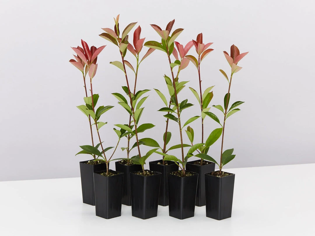 Hedge Photinia Glabra Rubens 2 Hedge Photinia Glabra Rubens