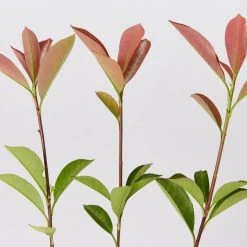 Hedge Photinia Glabra Rubens