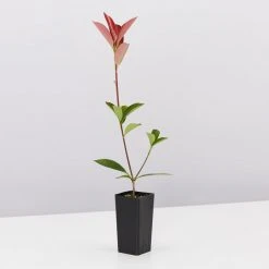 Hedge Photinia Glabra Rubens 9 Hedge Photinia Glabra Rubens