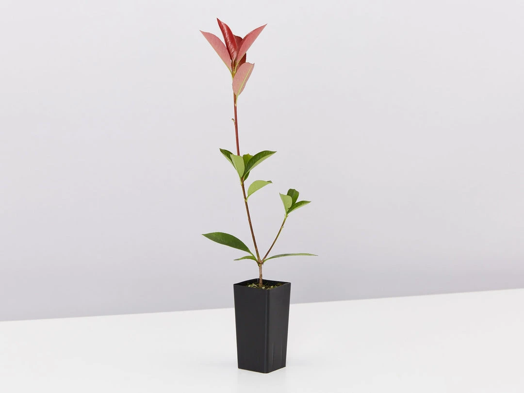 Hedge Photinia Glabra Rubens 5 Hedge Photinia Glabra Rubens