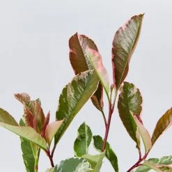 Hedge Photinia Pink Marble Hedging Plants