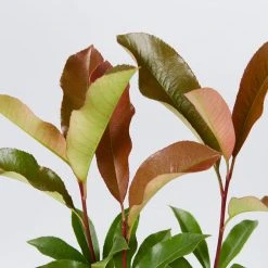 Hedge Photinia Red Robin Screening Pack Hedging Plants