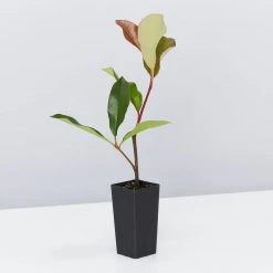 Hedge Photinia Red Robin Screening Pack Hedging Plants