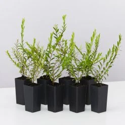 Shrubs Phyllanthus Multiflorus