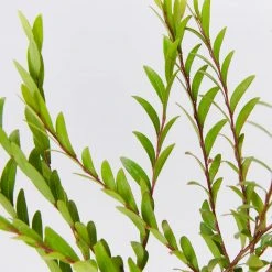 Shrubs Phyllanthus Multiflorus