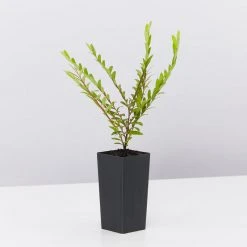 Shrubs Phyllanthus Multiflorus