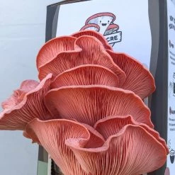 Little Acre Gourmet Mushrooms Pink Oyster Mushroom Grow Kit Gift Kits