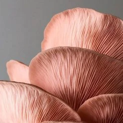 Little Acre Gourmet Mushrooms Pink Oyster Mushroom Grow Kit Gift Kits
