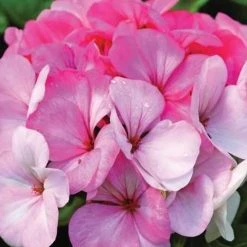Shrubs Geranium Pinto White To Rose