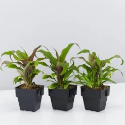 Shrubs Border Plants Pitcairnia Sanguinea - 85mm