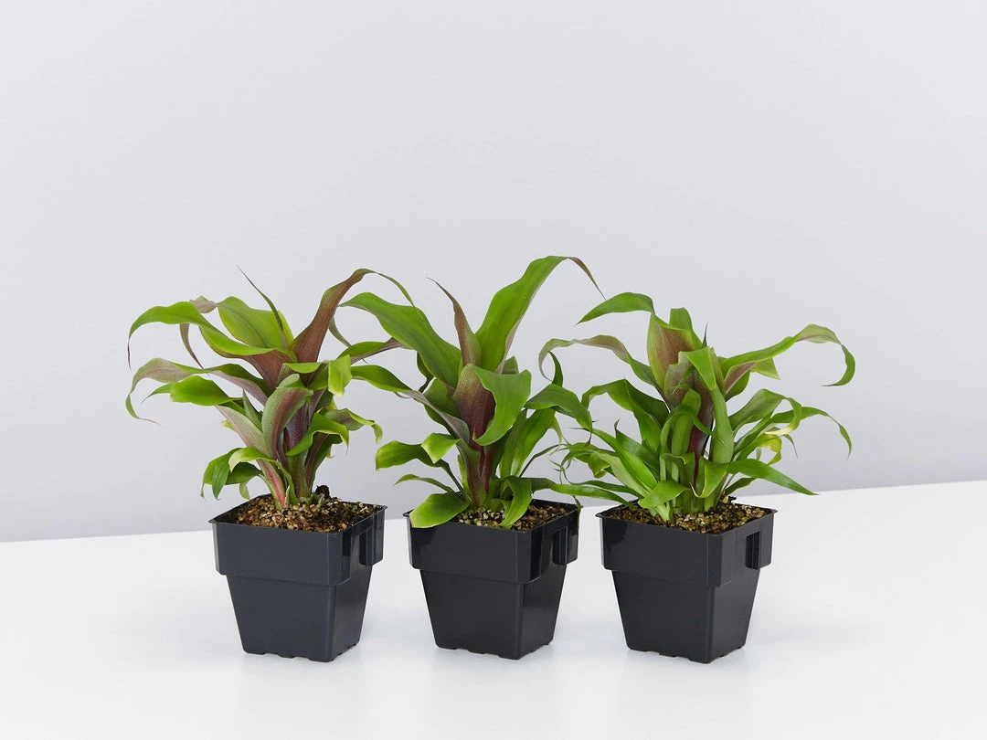 Shrubs Border Plants Pitcairnia Sanguinea - 85mm 3 Shrubs Border Plants Pitcairnia Sanguinea - 85mm