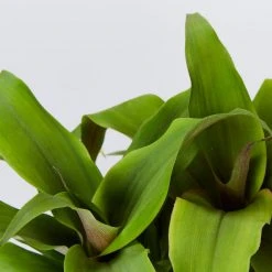 Shrubs Border Plants Pitcairnia Sanguinea - 85mm 12 Shrubs Border Plants Pitcairnia Sanguinea - 85mm