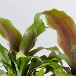 Shrubs Border Plants Pitcairnia Sanguinea - 85mm