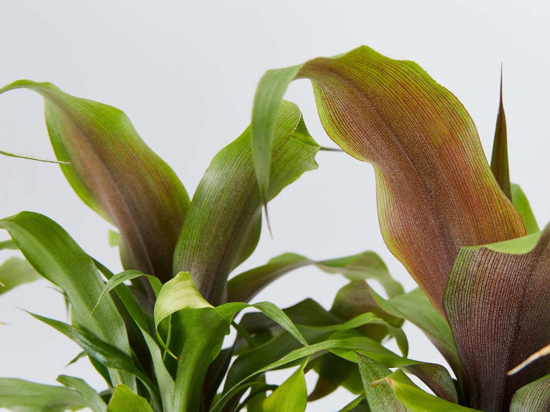 Shrubs Border Plants Pitcairnia Sanguinea - 85mm 4 Shrubs Border Plants Pitcairnia Sanguinea - 85mm