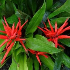 Shrubs Bromeliad 'Pitcairnia Sanguinea'