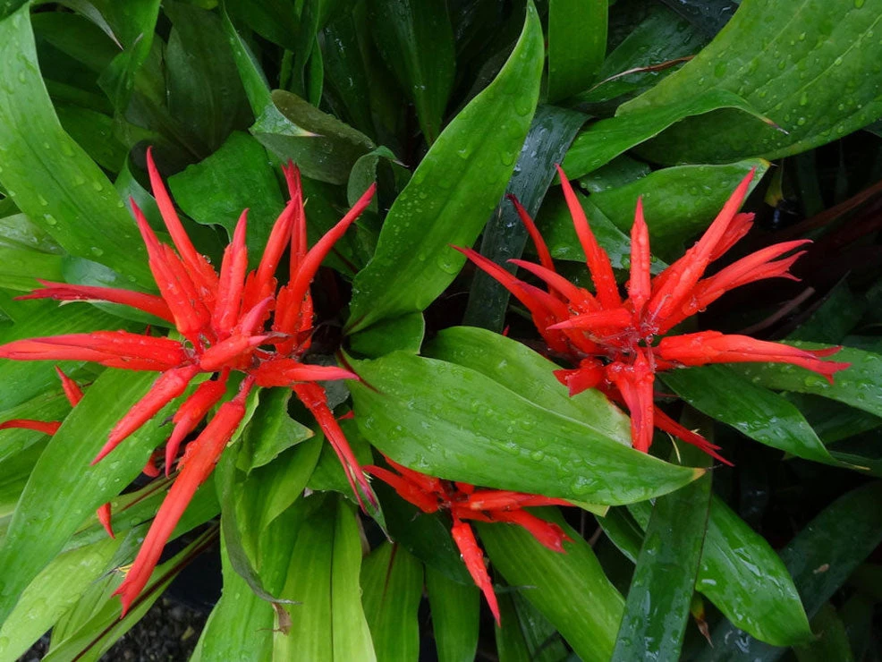 Shrubs Border Plants Pitcairnia Sanguinea - 85mm 6 Shrubs Border Plants Pitcairnia Sanguinea - 85mm