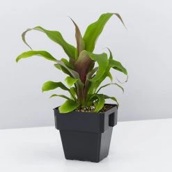 Shrubs Border Plants Pitcairnia Sanguinea - 85mm 10 Shrubs Border Plants Pitcairnia Sanguinea - 85mm