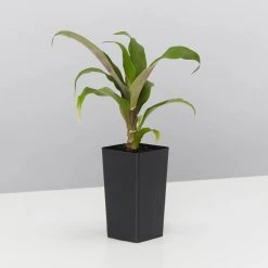 Shrubs Bromeliad 'Pitcairnia Sanguinea'