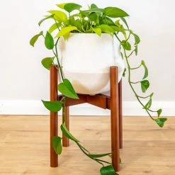 Plants In A Box Climbing Plants Adjustable Bamboo Plant Stand - Walnut