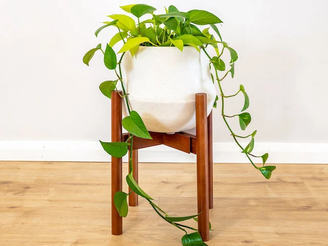 Plants In A Box Climbing Plants Adjustable Bamboo Plant Stand - Walnut 3 Plants In A Box Climbing Plants Adjustable Bamboo Plant Stand - Walnut