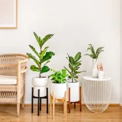 Plants In A Box Climbing Plants Adjustable Bamboo Plant Stand - Walnut 7 Plants In A Box Climbing Plants Adjustable Bamboo Plant Stand - Walnut