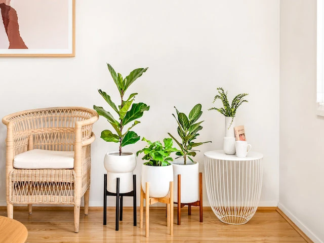 Plants In A Box Climbing Plants Adjustable Bamboo Plant Stand - Walnut 5 Plants In A Box Climbing Plants Adjustable Bamboo Plant Stand - Walnut