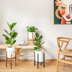 Plants In A Box Climbing Plants Adjustable Bamboo Plant Stand - Walnut