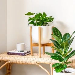 Plants In A Box Climbing Plants Adjustable Bamboo Plant Stand - Natural