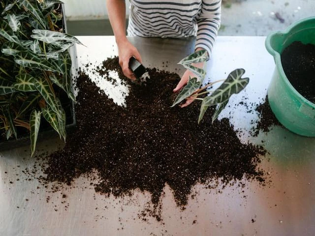 Indoor Garden Alocasias Alocasia Lowii 'Bebe'/'Bambino' - 85mm 8 Indoor Garden Alocasias Alocasia Lowii 'Bebe'/'Bambino' - 85mm