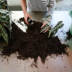 Indoor Garden Alocasia Lowii 'Bebe'/'Bambino'