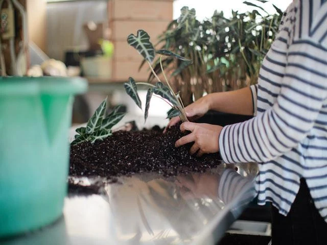 Indoor Garden Alocasias Alocasia Lowii 'Bebe'/'Bambino' - 85mm 6 Indoor Garden Alocasias Alocasia Lowii 'Bebe'/'Bambino' - 85mm