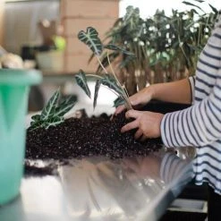 Indoor Garden Alocasia Lowii 'Bebe'/'Bambino'