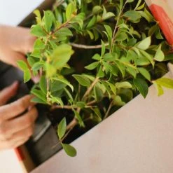 Hedge Syzygium Australe 'Select Form' Lilly Pilly Screening Pack Hedging Plants 14 Hedge Syzygium Australe 'Select Form' Lilly Pilly Screening Pack Hedging Plants