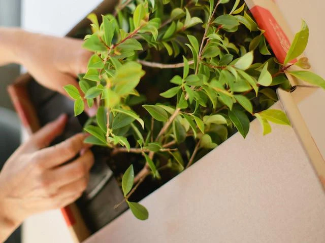 Hedge Syzygium Australe 'Select Form' Lilly Pilly Screening Pack Hedging Plants 7 Hedge Syzygium Australe 'Select Form' Lilly Pilly Screening Pack Hedging Plants