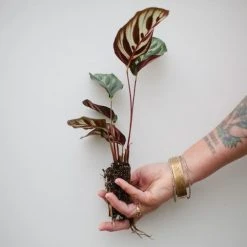 Indoor Garden Calathea Makoyana Pet-friendly Indoor Plants 14 Indoor Garden Calathea Makoyana Pet-friendly Indoor Plants