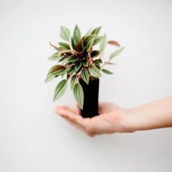 Indoor Garden Full Sun Peperomia Caperata Rosso