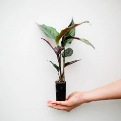 Indoor Garden Calathea Beauty Star Pet-friendly Indoor Plants 11 Indoor Garden Calathea Beauty Star Pet-friendly Indoor Plants