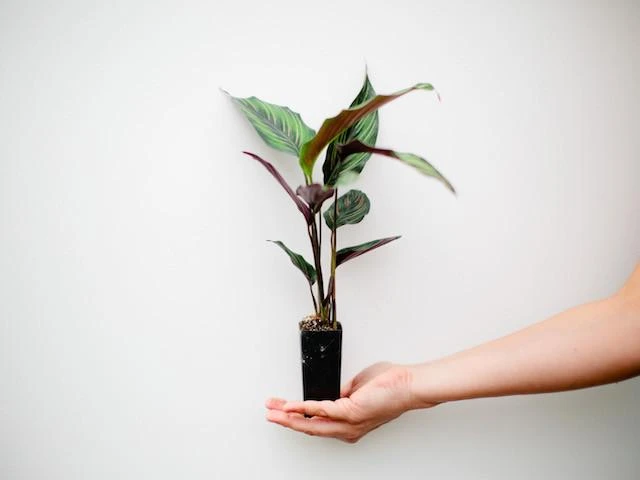 Indoor Garden Calathea Beauty Star Pet-friendly Indoor Plants 5 Indoor Garden Calathea Beauty Star Pet-friendly Indoor Plants