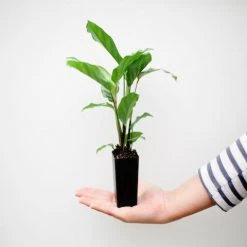 Indoor Garden Calathea Louisae Freddy