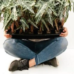 Indoor Garden Alocasias Alocasia Lowii 'Bebe'/'Bambino' - 85mm 11 Indoor Garden Alocasias Alocasia Lowii 'Bebe'/'Bambino' - 85mm
