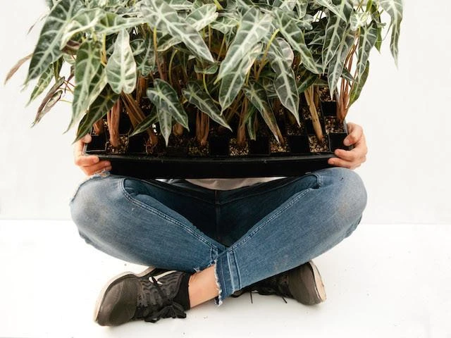 Indoor Garden Alocasias Alocasia Lowii 'Bebe'/'Bambino' - 85mm 5 Indoor Garden Alocasias Alocasia Lowii 'Bebe'/'Bambino' - 85mm