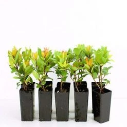 Hedge Shrubs Metrosideros "Little Ewan"