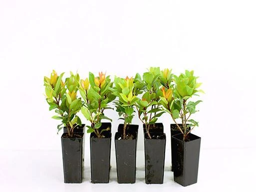 Hedge Shrubs Metrosideros "Little Ewan" 3 Hedge Shrubs Metrosideros "Little Ewan"