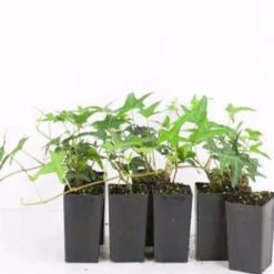 Shrubs Full Sun Hedera Helix "Star"