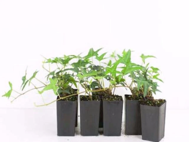 Shrubs Full Sun Hedera Helix "Star" 3 Shrubs Full Sun Hedera Helix "Star"