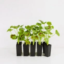 Shrubs Geranium Apache Scarlet