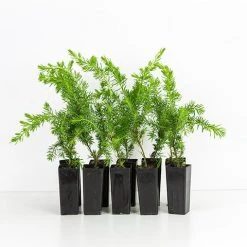 Shrubs Juniperus Procumbens Nana