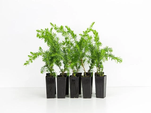 Shrubs Juniperus Procumbens Nana 3 Shrubs Juniperus Procumbens Nana